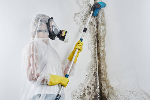 Best Mold Damage Repair  in East Palo Alto, CA