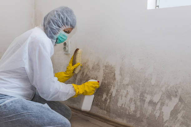 Best Crawl Space Mold Removal  in East Palo Alto, CA