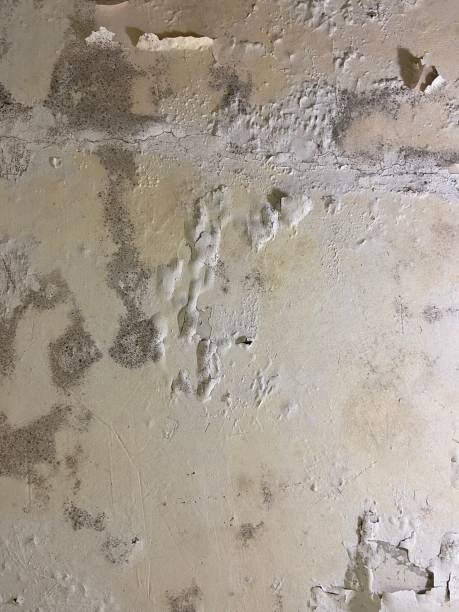 Best Office Mold Removal Services  in East Palo Alto, CA