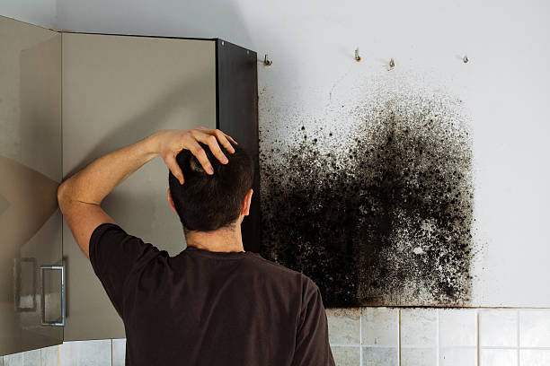 Best Local Mold Removal Service  in East Palo Alto, CA