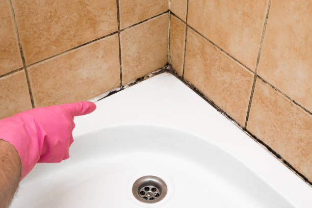 Best Mold Removal Company Near Me  in East Palo Alto, CA