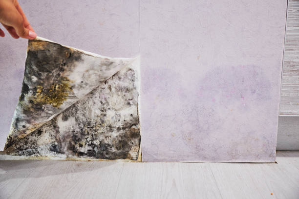 Best Residential Mold Removal  in East Palo Alto, CA